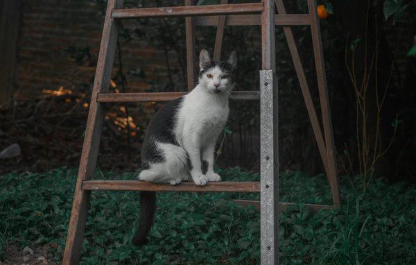 Winterliche Pfotenpflege: Streusalz? So schützt du deinen Vierbeiner perfekt!